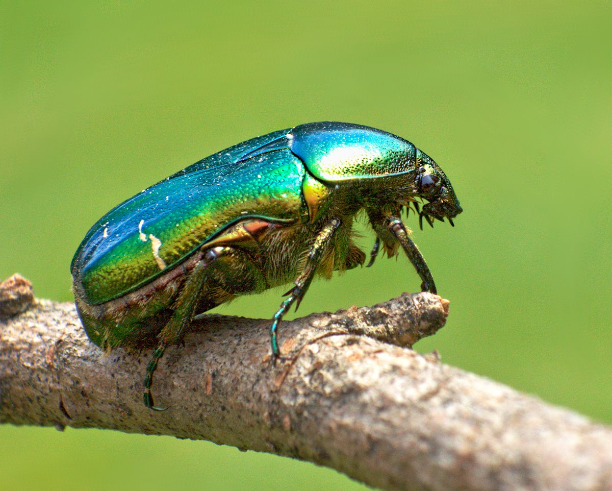 Cetonia aurata